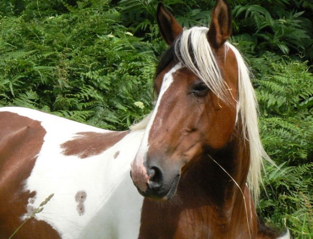 randonnee equestre dans la Vienne